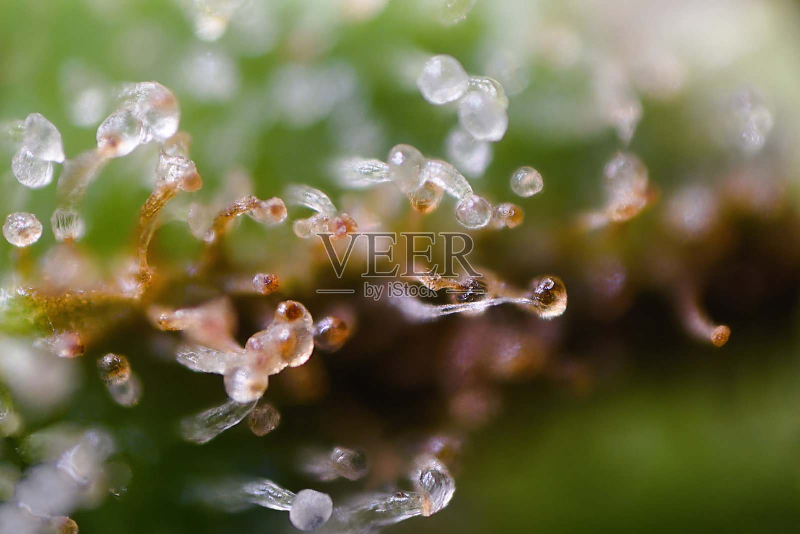 植物背景下的CBD花毛显微镜观察照片摄影图片