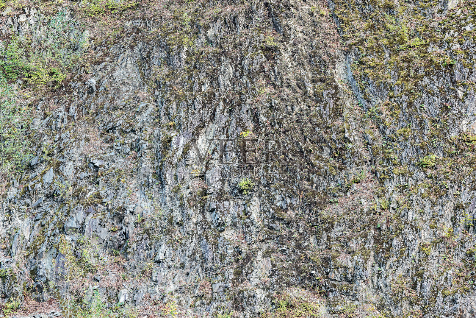 灰色悬崖上的苔藓和植物。照片摄影图片