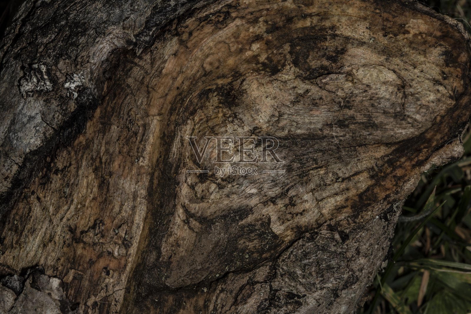 树干上的洞和裂缝。照片摄影图片