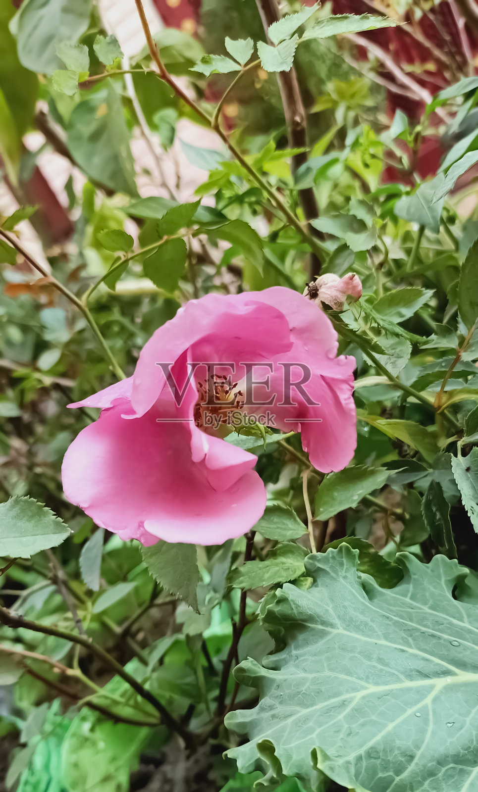 美丽的粉红色玫瑰花生长在冬季照片摄影图片