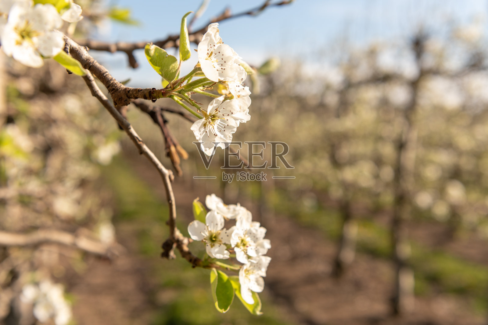 春天盛开的苹果园。德国、欧洲。美丽的世界照片摄影图片