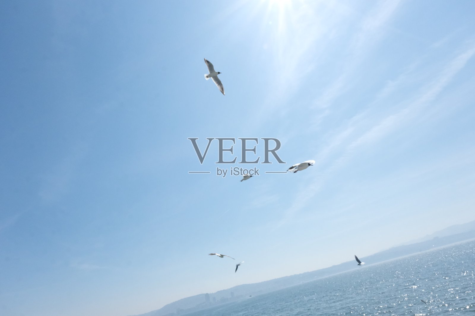 海鸥自由照片摄影图片