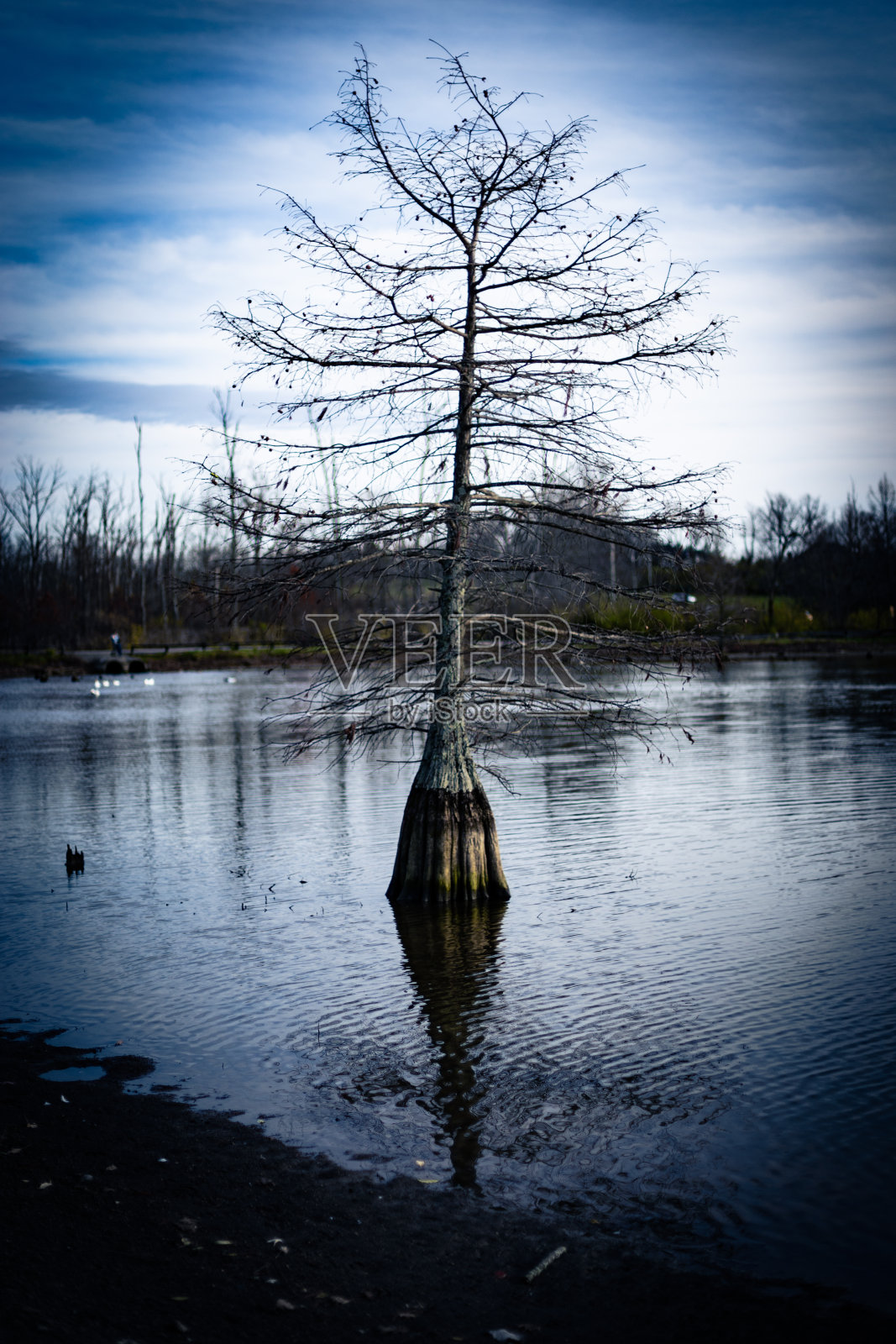 水面上一棵没有叶子的树的倒影，后面是一片森林照片摄影图片