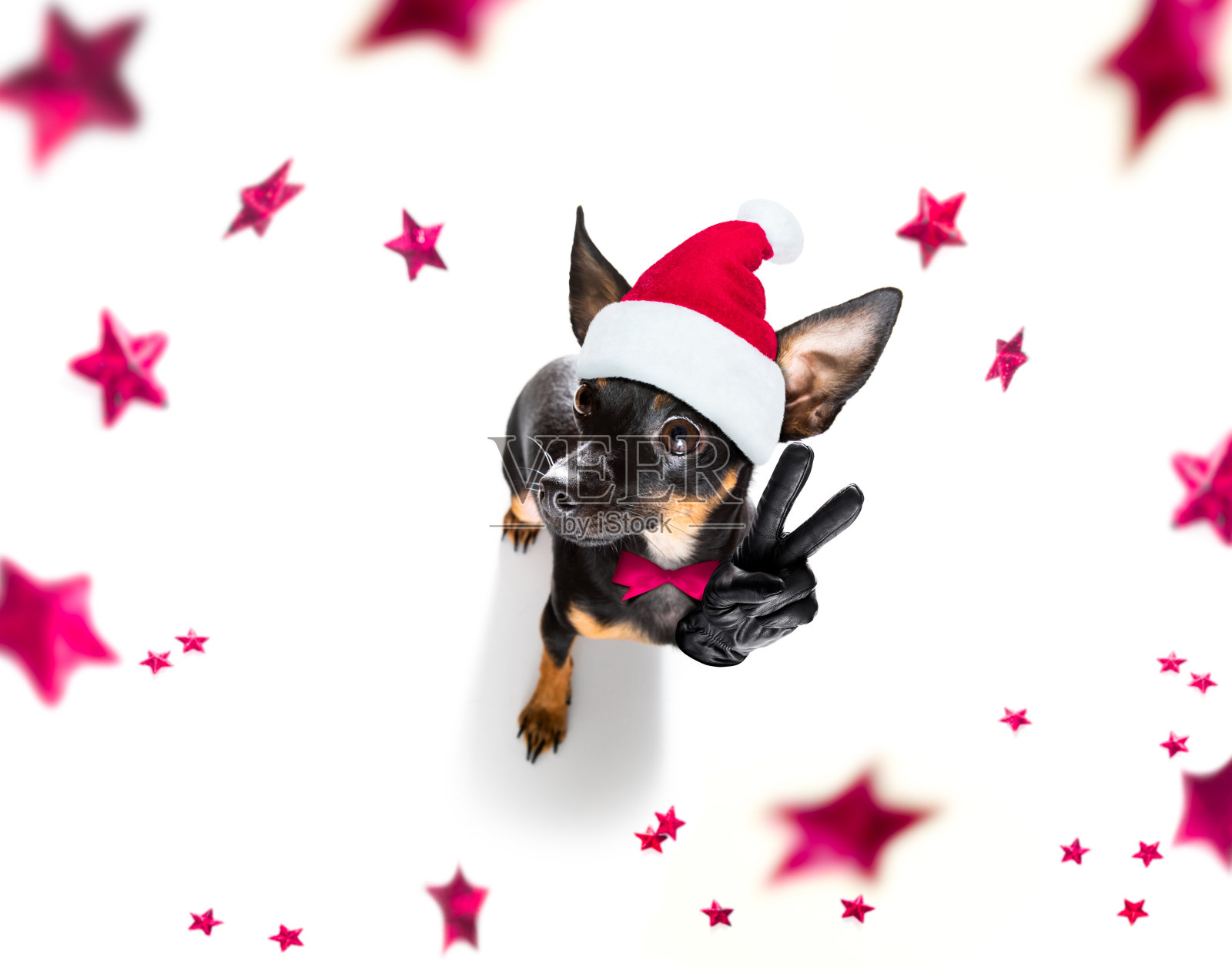 圣诞节假期的圣诞老人狗照片摄影图片