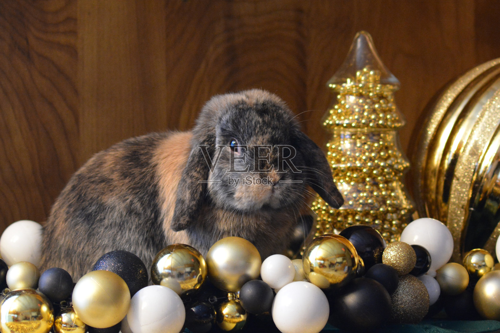 荷兰罗布泊兔照片摄影图片