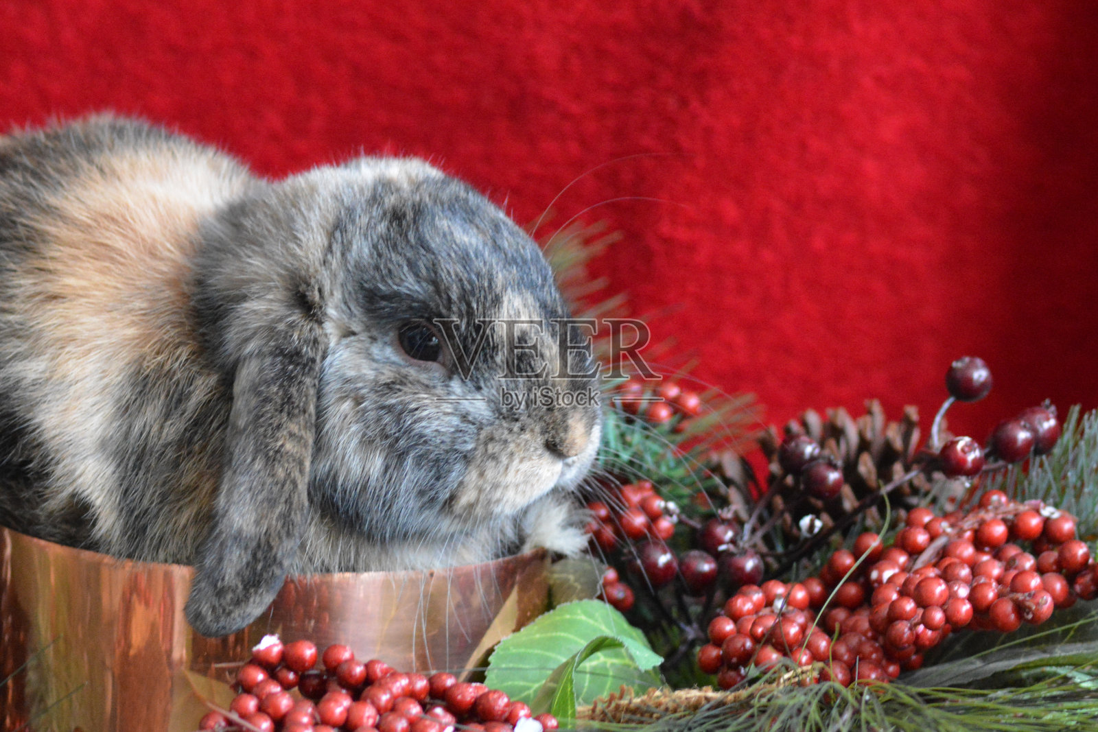 荷兰垂耳兔照片摄影图片