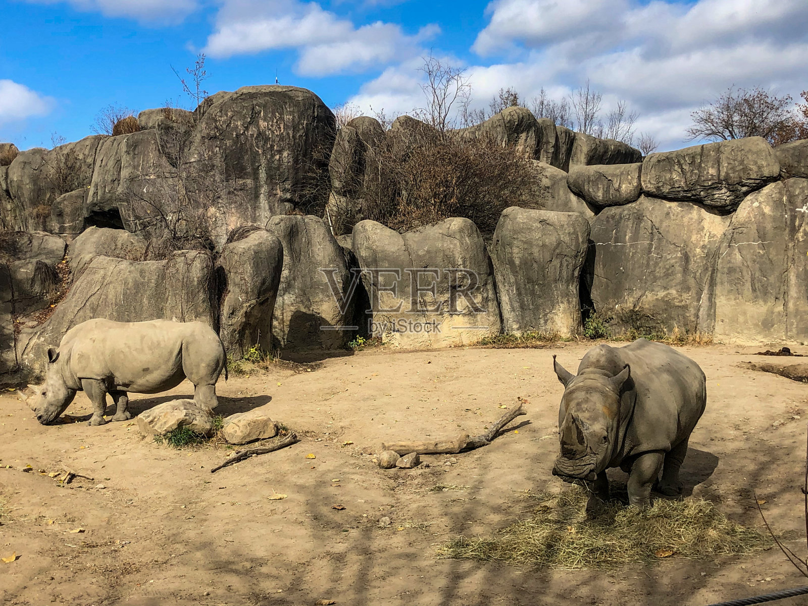 两只白犀牛在泥土地上行走照片摄影图片