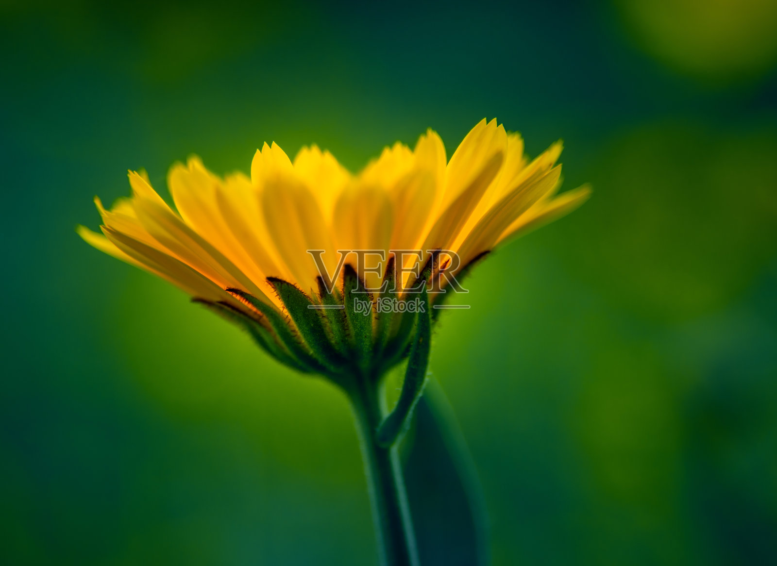 花园里盛开着美丽的金盏花。野外照片的浅景深。金盏花草本茶成分，纯素，有机。照片摄影图片