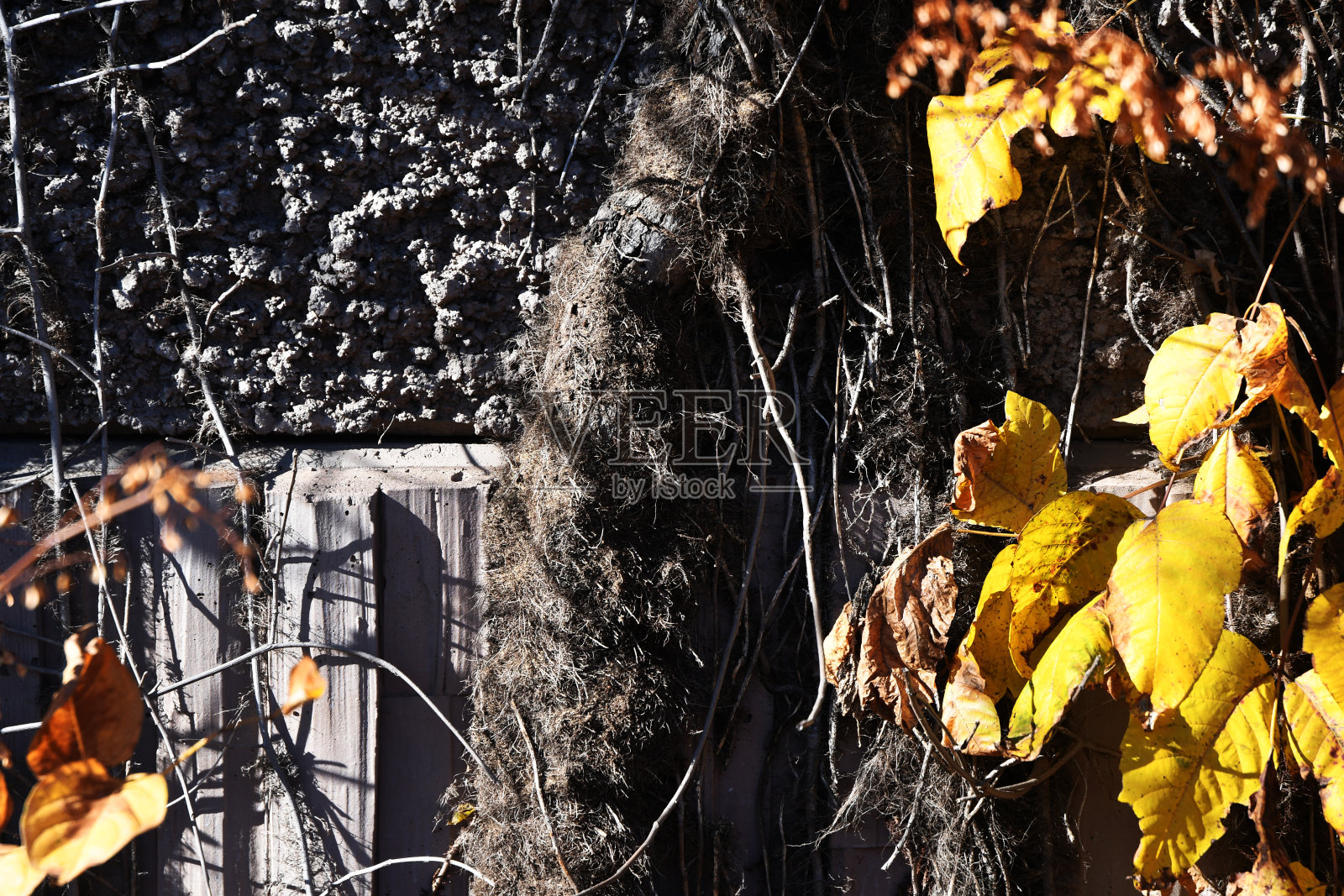 秋天的上升照片摄影图片