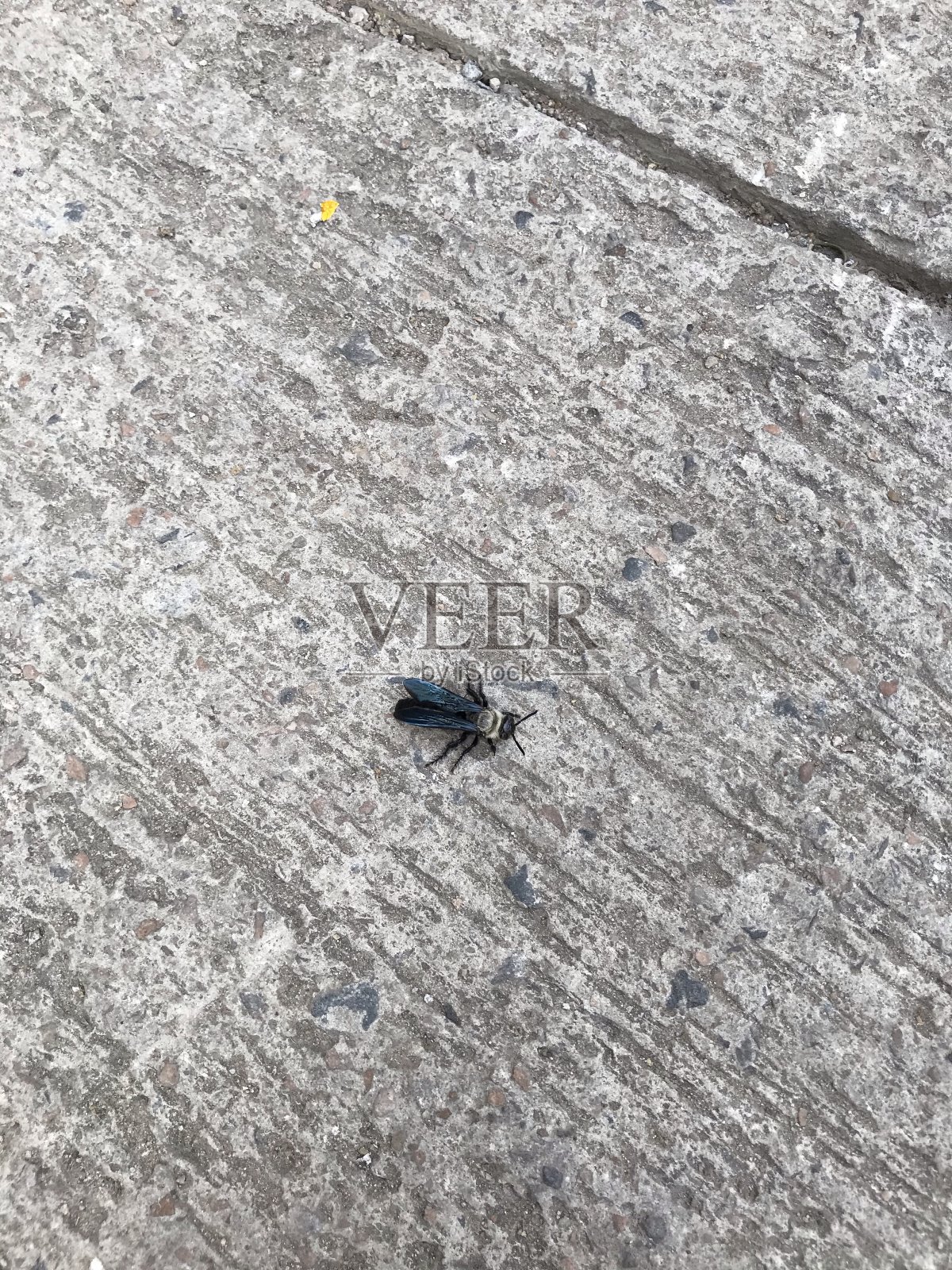 地板上的蜜蜂照片摄影图片