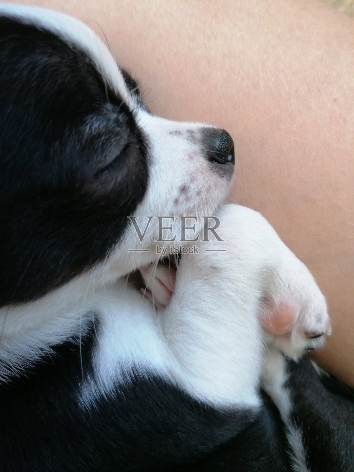 黑白相间的吉娃娃小狗。照片摄影图片