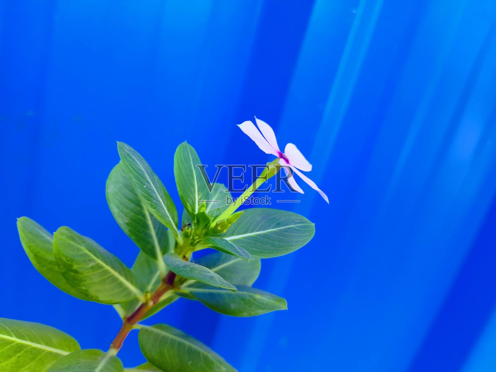 小长春花花照片摄影图片