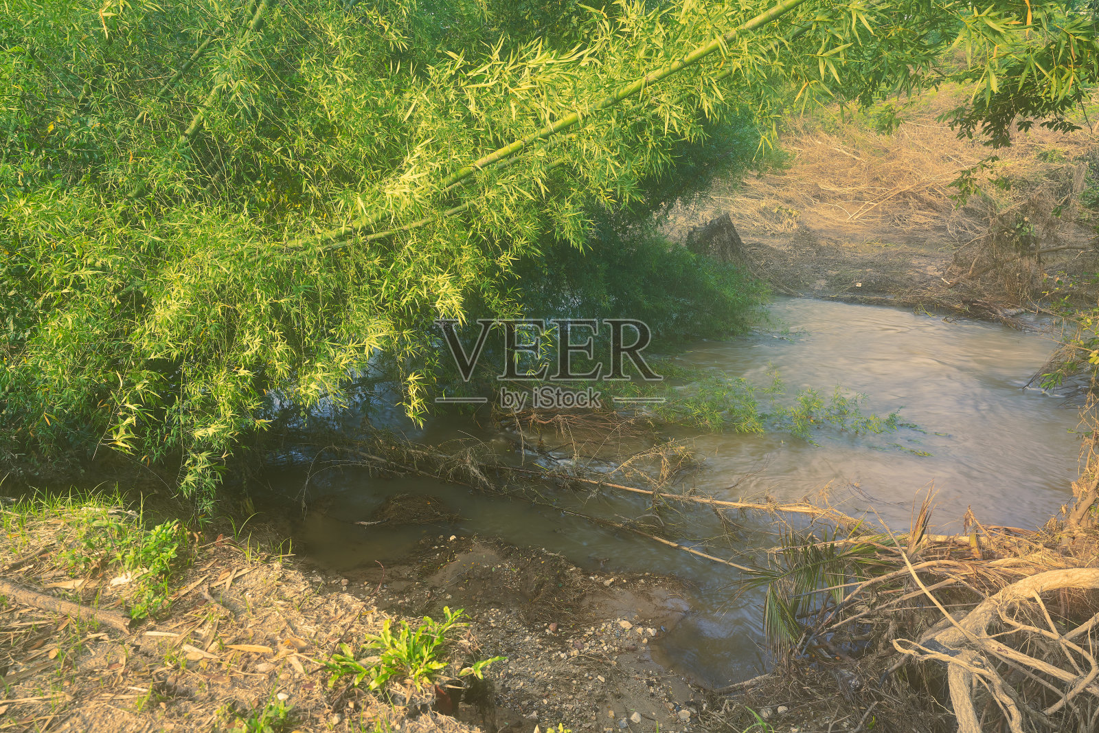 景区的晨雾在森林和小池塘流和根树照片摄影图片