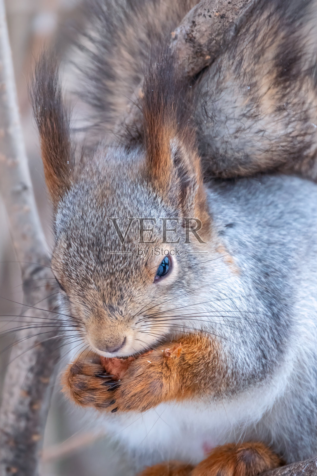 冬天或深秋，长着坚果的松鼠会坐在树上。照片摄影图片
