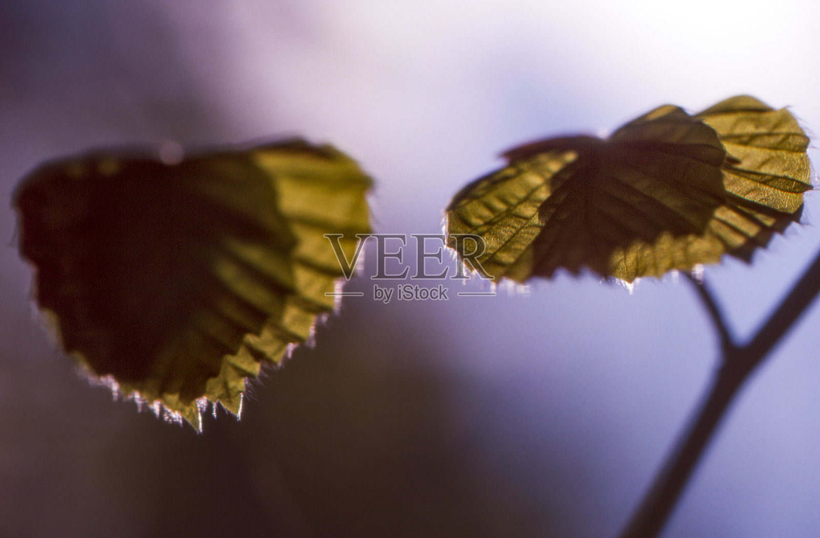 春天树上的两片嫩叶照片摄影图片