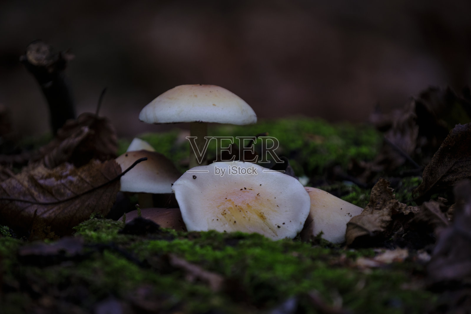 地上生长的蘑菇特写镜头照片摄影图片