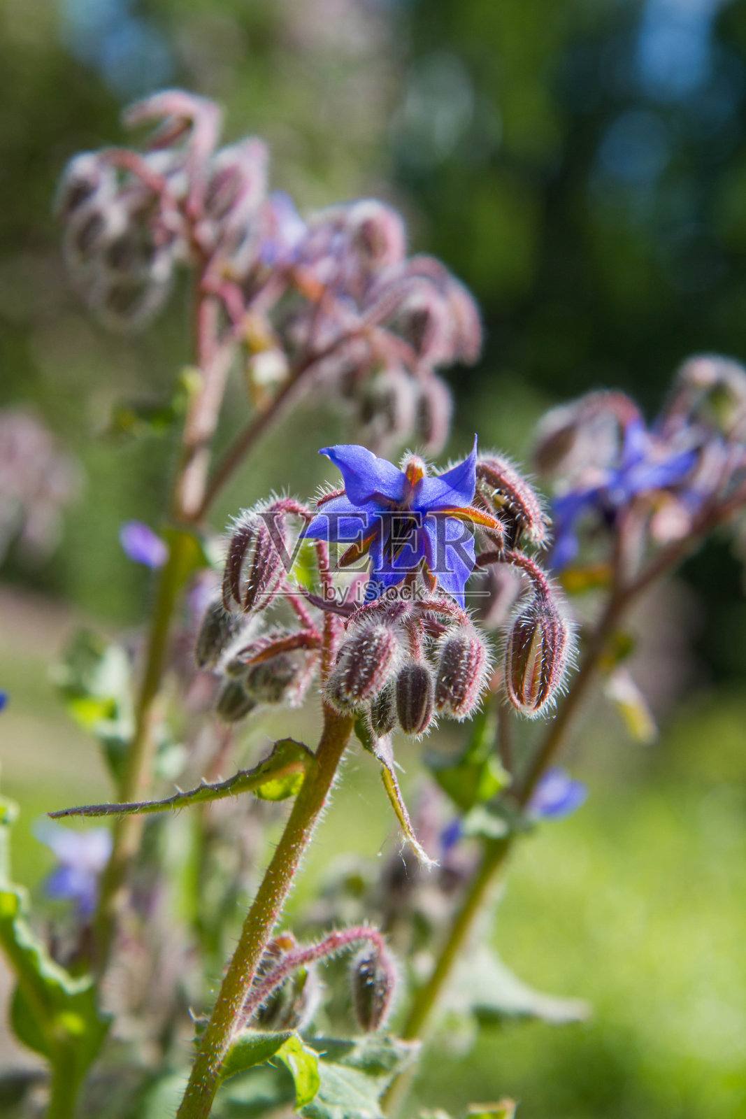 琉璃苣(Borago officinalis)照片摄影图片