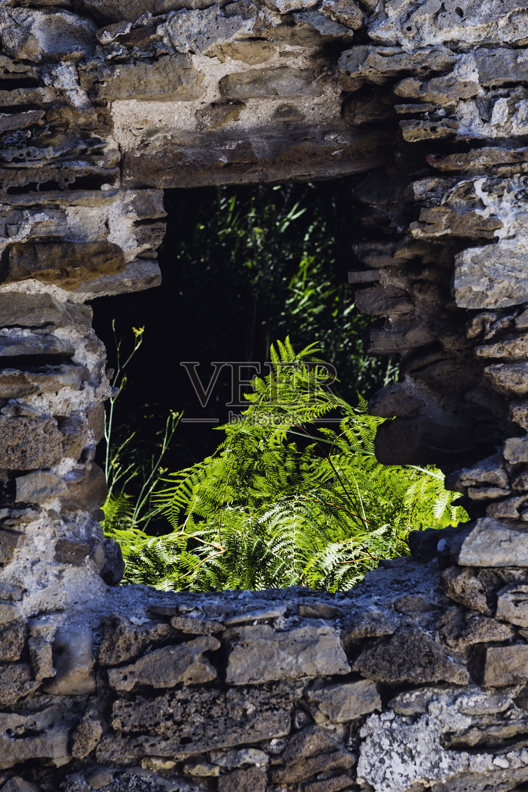 透过破碎的石墙看到的植物。照片摄影图片