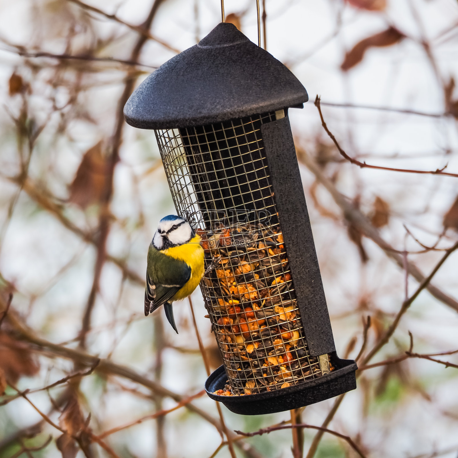 山雀在喂鸟器上照片摄影图片