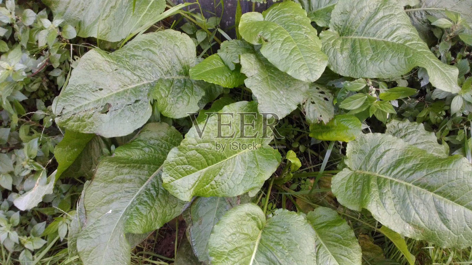 生长在自然界的野生叶子照片摄影图片