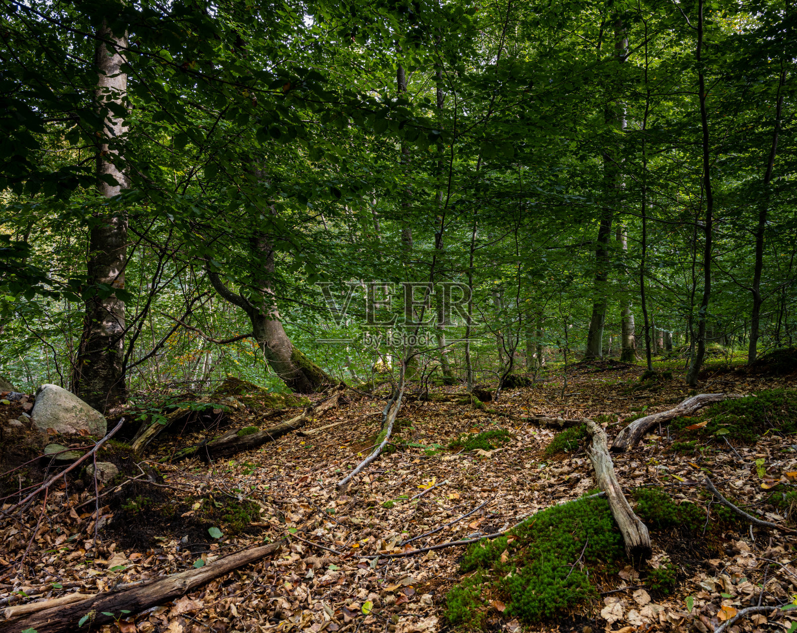 山毛榉林中的一片空地被阳光照亮了。图片来自瑞典南部Scania的Ringsjon附近照片摄影图片