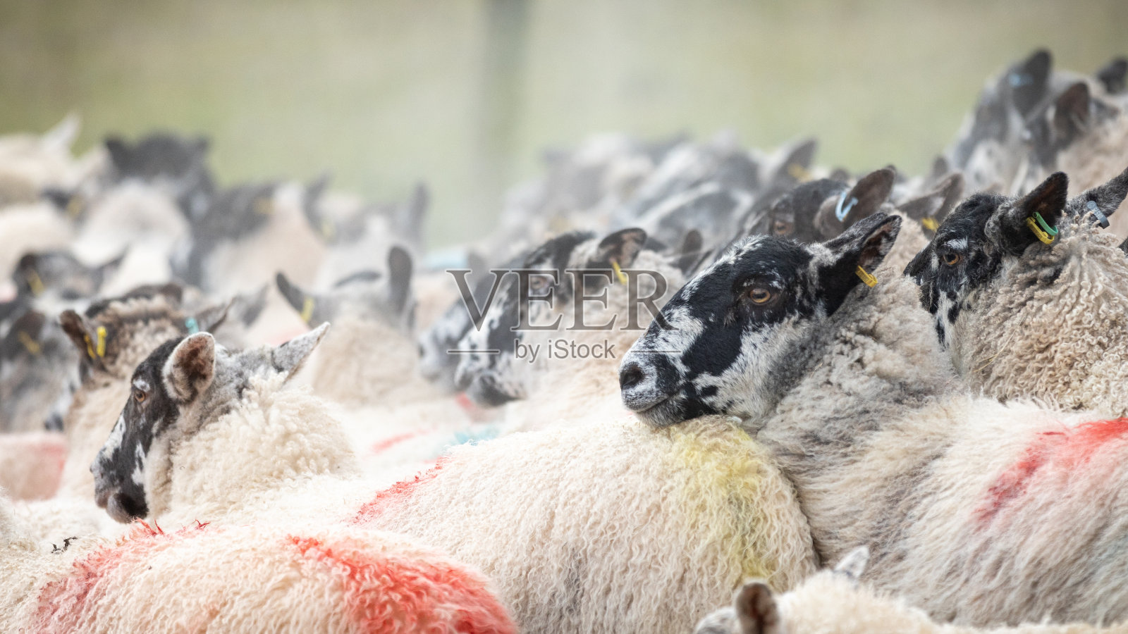 羊群头像照片摄影图片