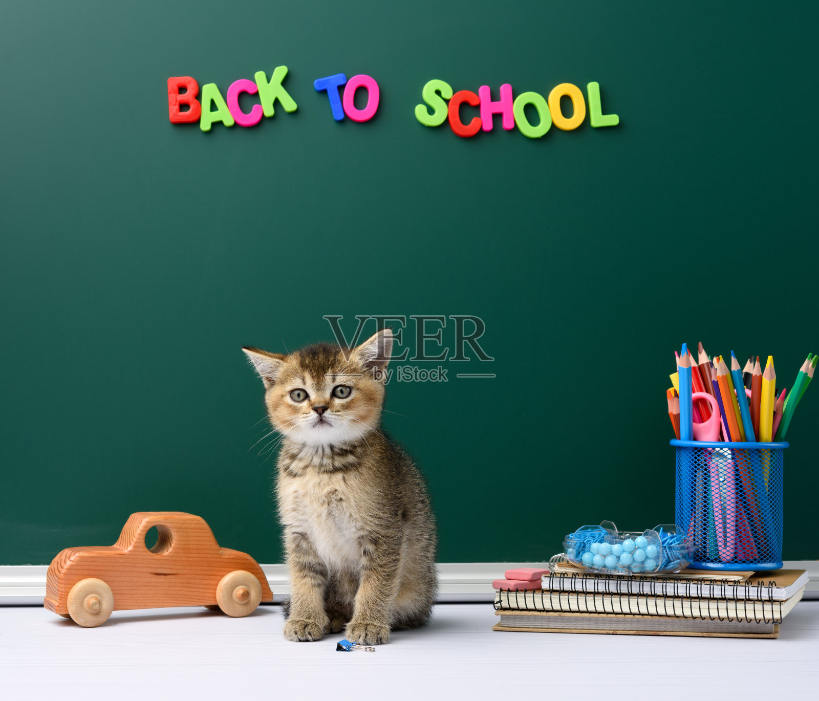 可爱小猫苏格兰金栗鼠直坐照片摄影图片