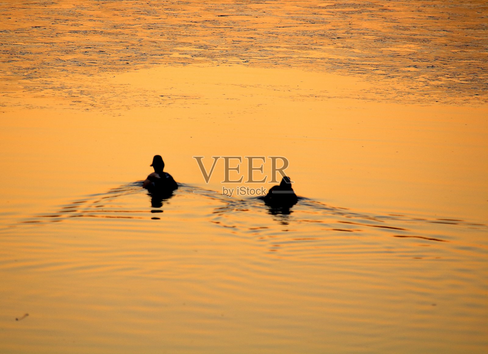 鸭子在夕阳下平静地游泳照片摄影图片