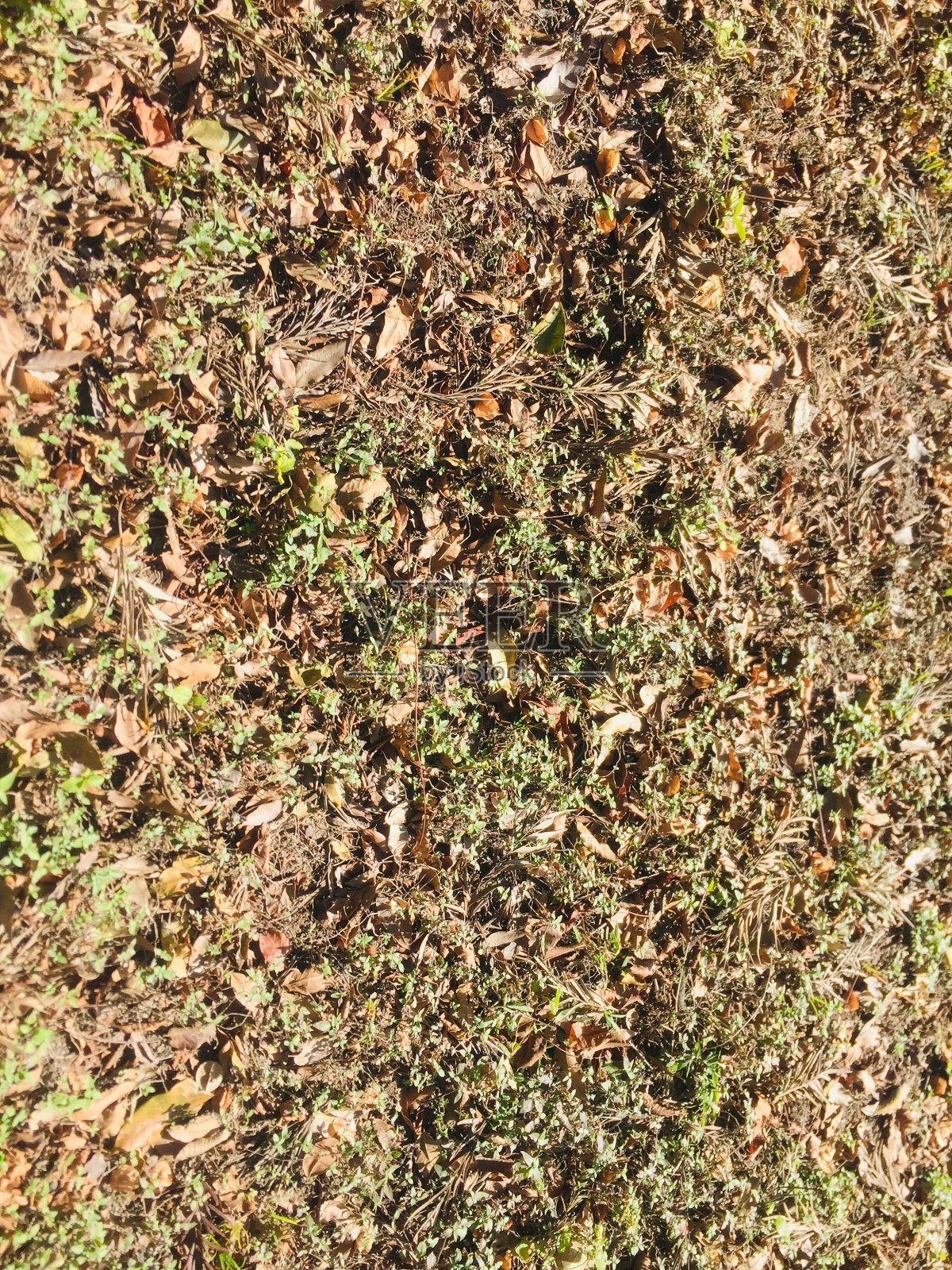 干叶的背景照片摄影图片