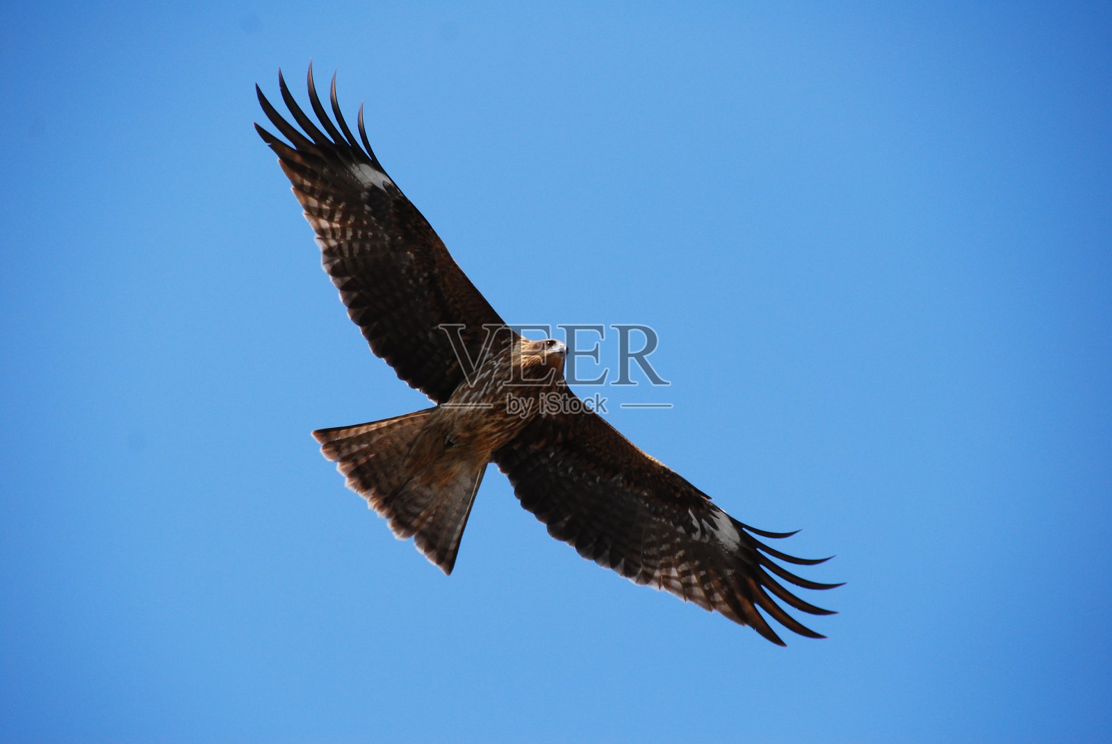 寻找猎物照片摄影图片