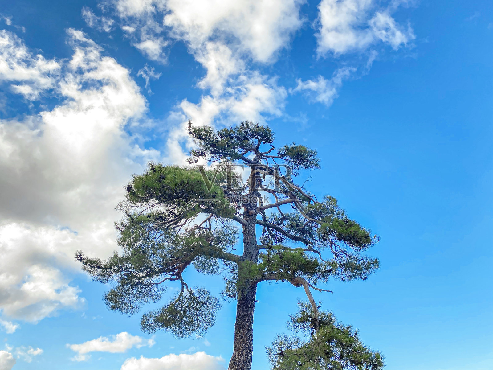 通过大自然拍摄的自然区域照片。照片摄影图片