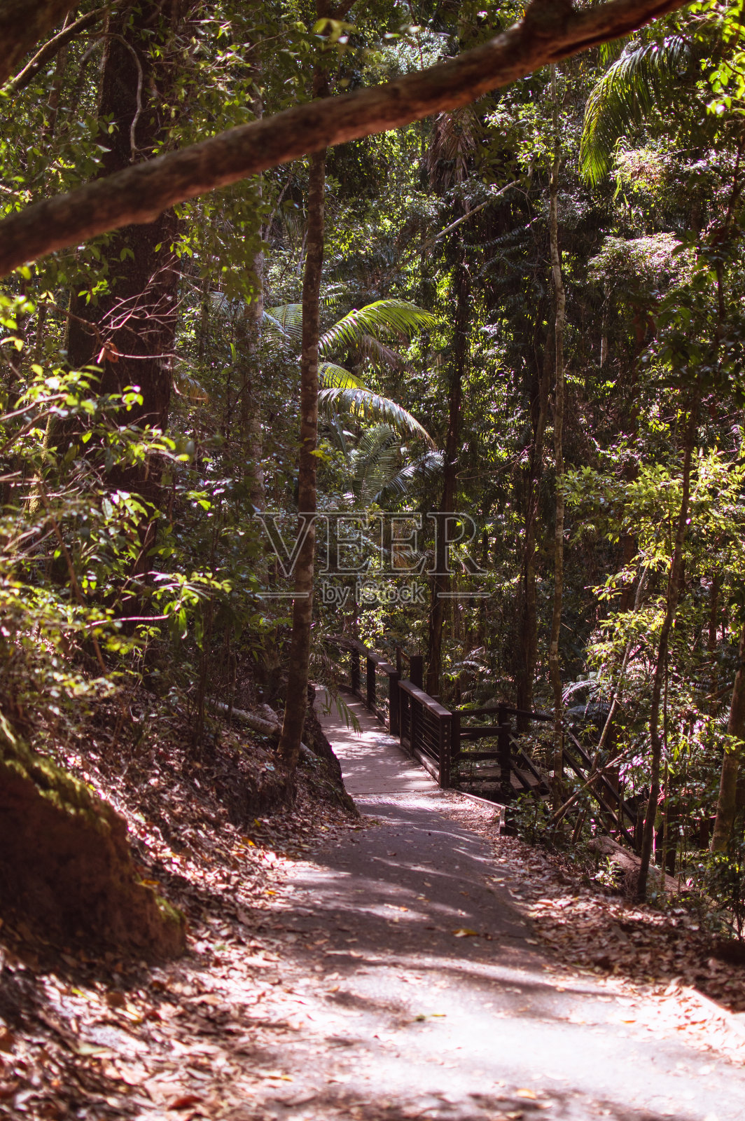 路径穿过森林照片摄影图片