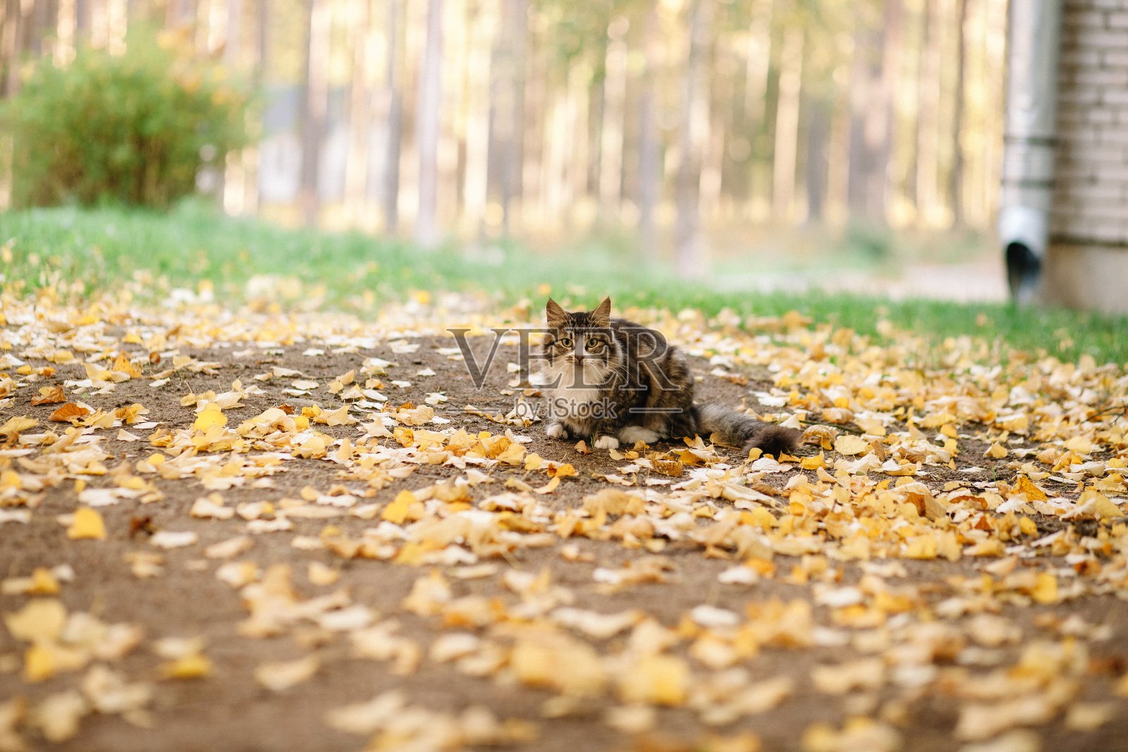 可爱的黑猫在秋天公园的树叶上照片摄影图片