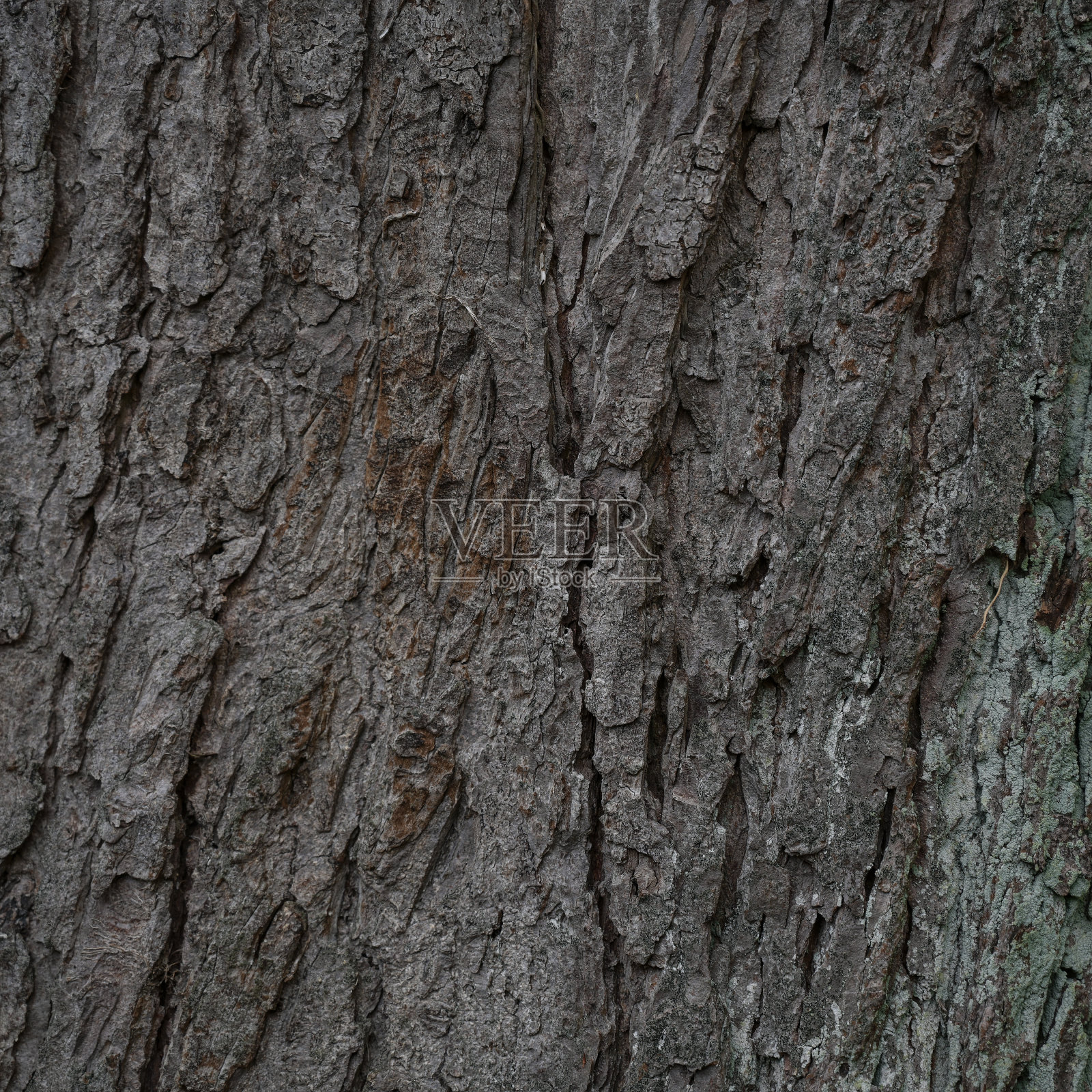 树皮上的老树干，背景纹理与复制空间照片摄影图片