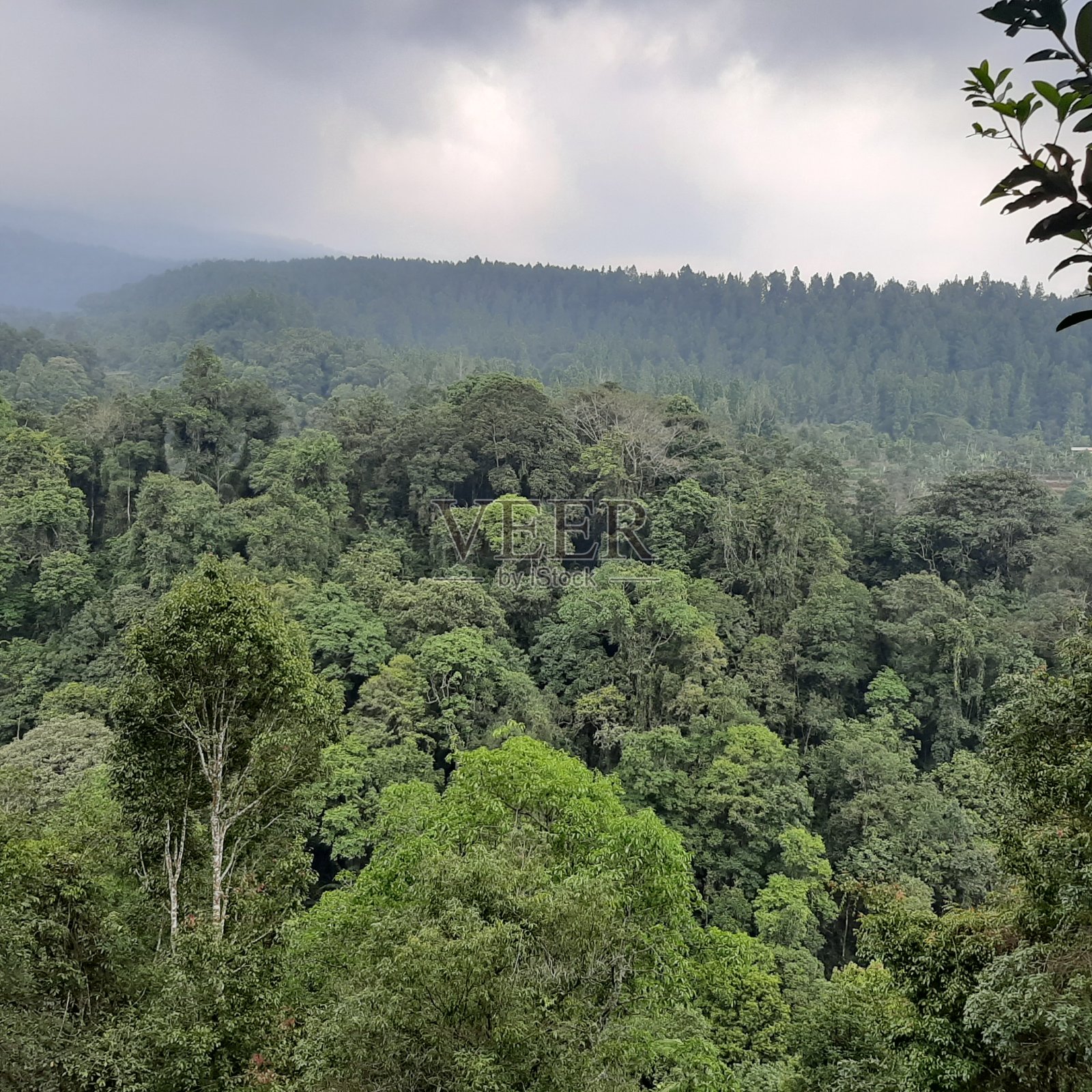 格德·潘格兰戈森林照片摄影图片