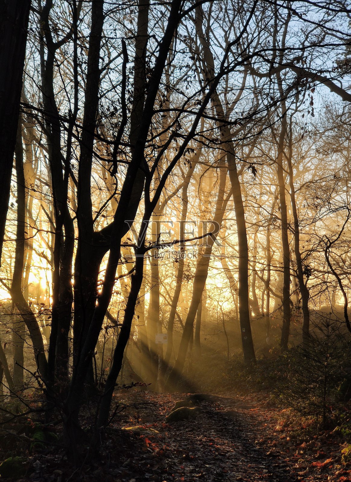 森林里的日落照片摄影图片