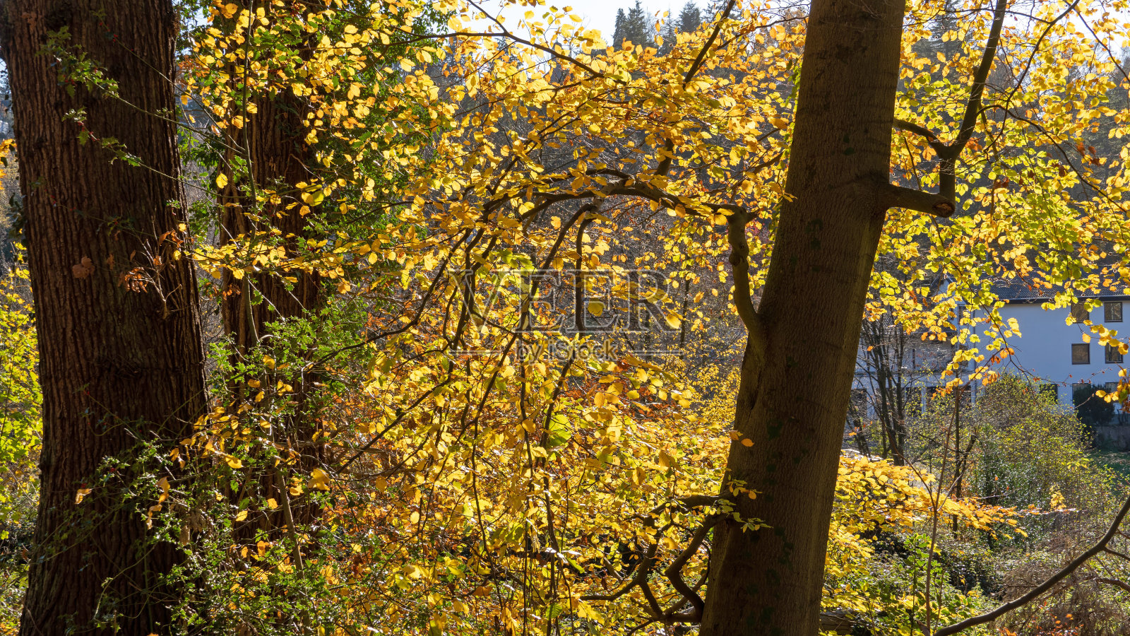 秋天的森林树木照片摄影图片