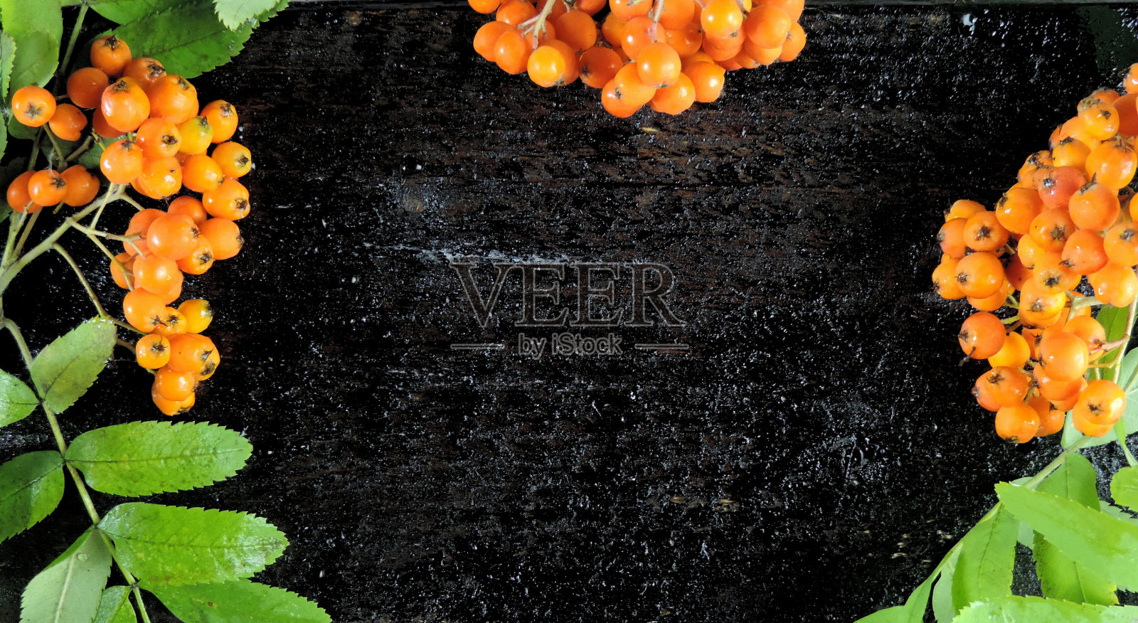 在老式的黑色木板上放着花楸莓，还有拷贝空间照片摄影图片