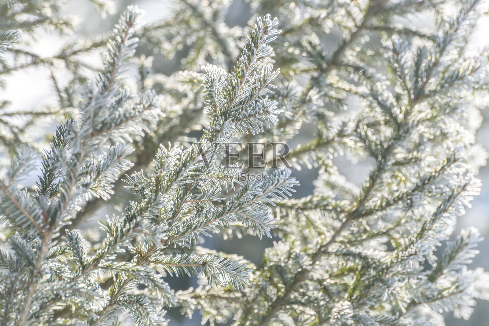 云杉霜雪枝背景图案照片摄影图片