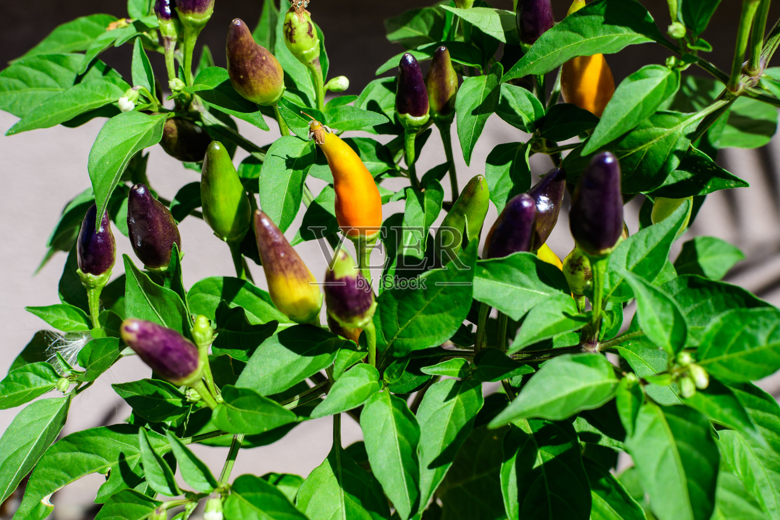 在阳光直射下，在一个香草花园中，在一个阳光明媚的夏日，用选择性聚焦拍摄美丽的户外单色背景照片摄影图片