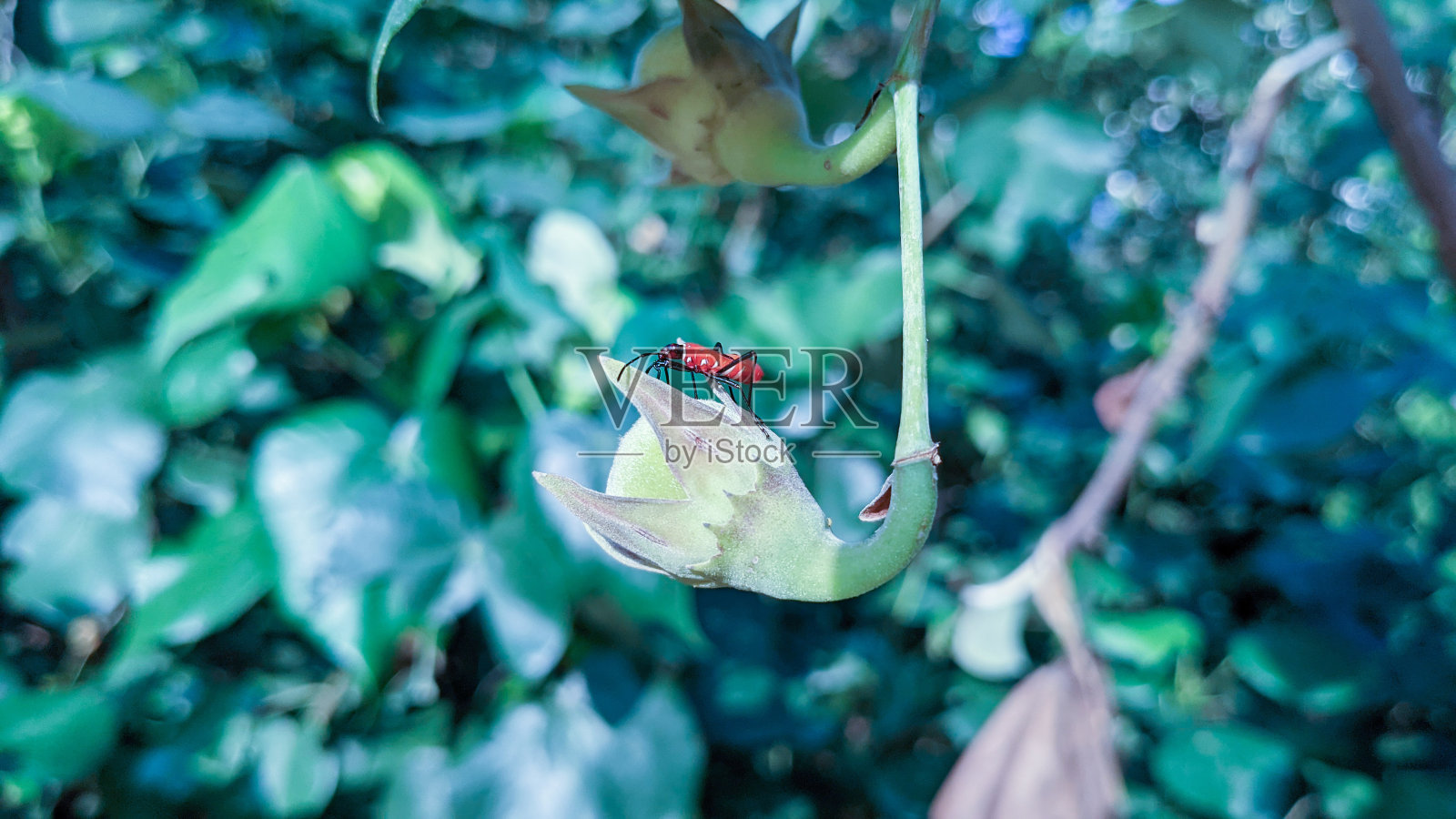 一只小甲虫照片摄影图片