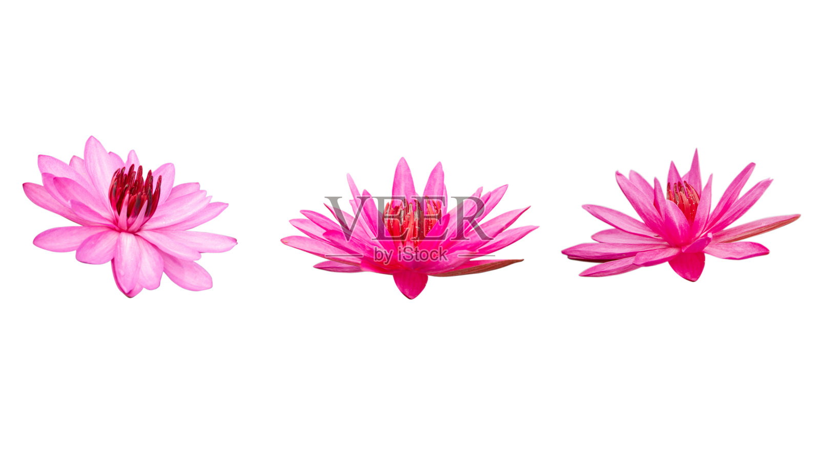 一组荷花孤立在白色的背景。照片摄影图片