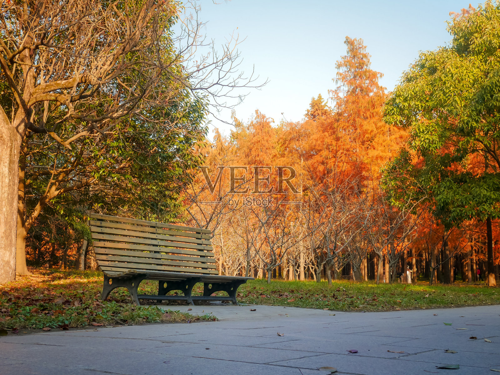美丽的日落秋林，在中国上海公清森林公园。照片摄影图片