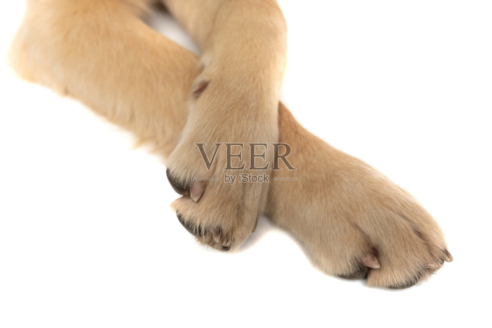 金毛猎犬的前爪站在聚光灯下照片摄影图片