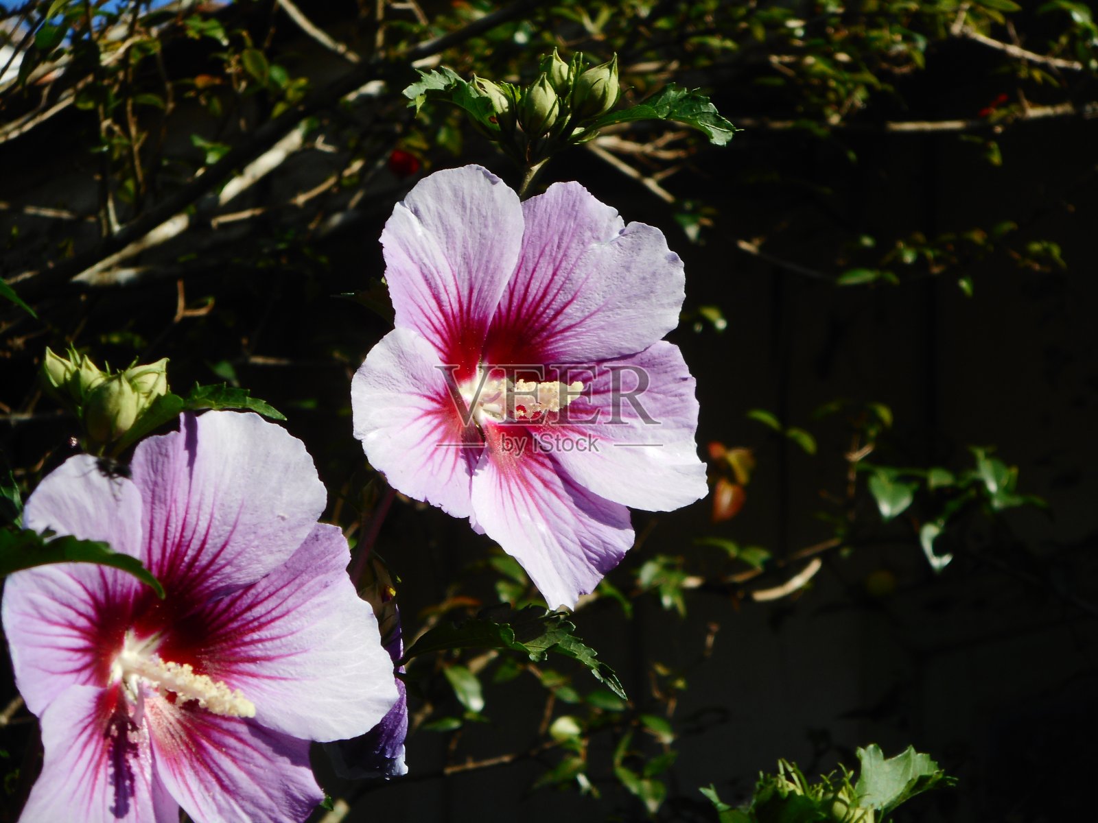 芙蓉花照片摄影图片