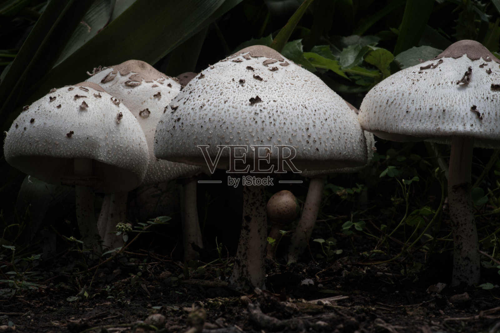 食用野生蘑菇照片摄影图片