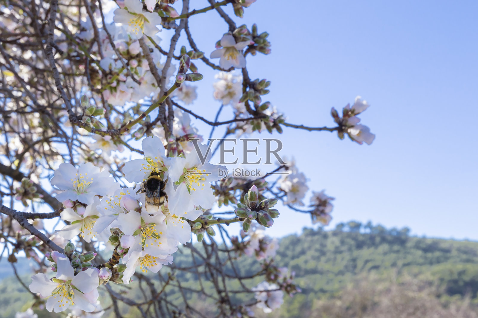 春天开花的背景。美丽的自然景色与盛开的树在阳光明媚的日子。春天的花。春天美丽的果园。抽象的背景。照片摄影图片