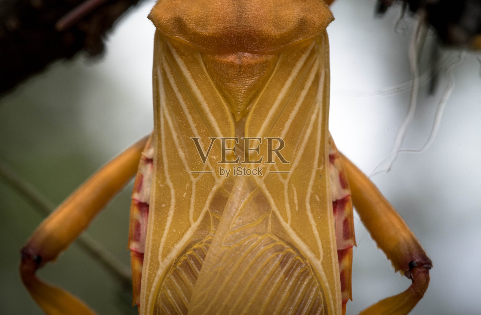 橙色的昆虫照片摄影图片