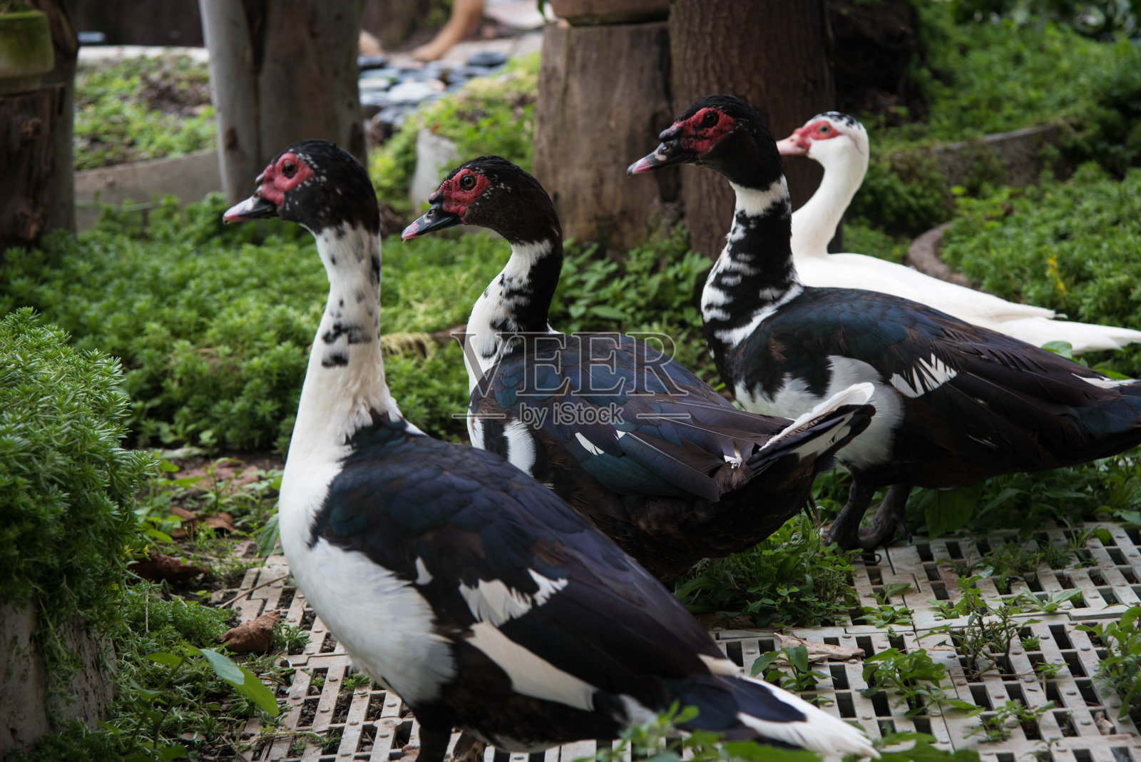 鸭子照片摄影图片