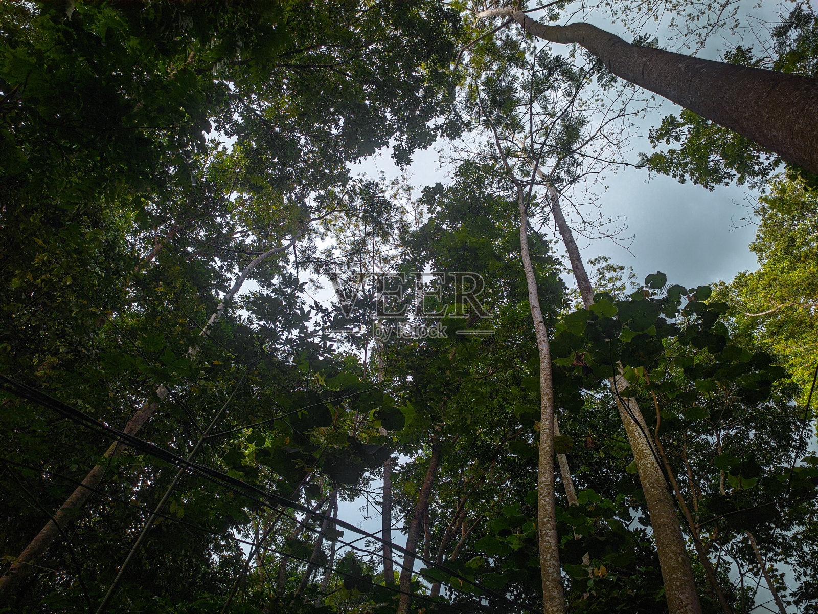 树照片摄影图片